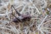 Pholidoptera griseoaptera